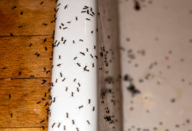 Best Pest Inspection Near Me  in Orland Park, IL