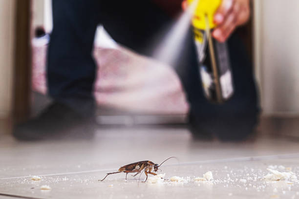 Best Pest Control Near Me  in Orland Park, IL